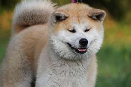 akita chlupatý