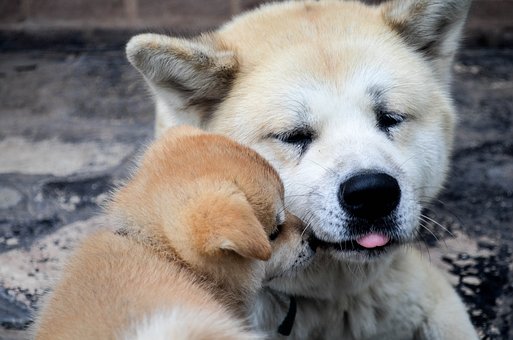 akita štěně